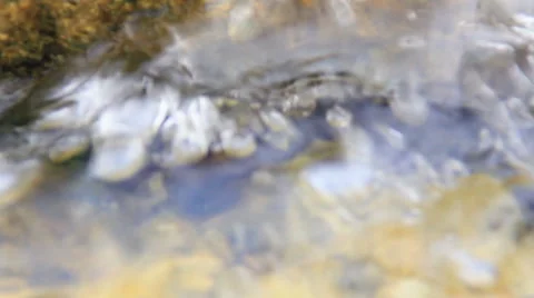 Crab in water in rock Stock Footage 49096616