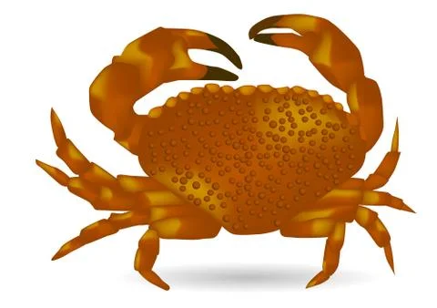 Crab on white background Stock Illustration