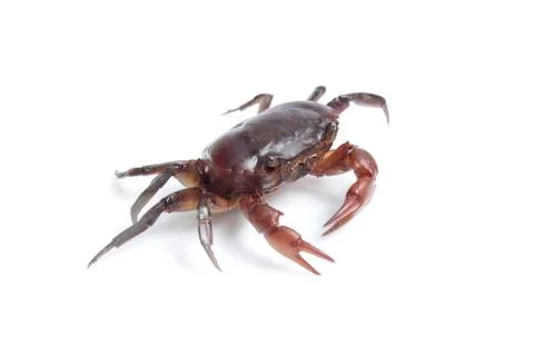 Crab on white background 写真素材