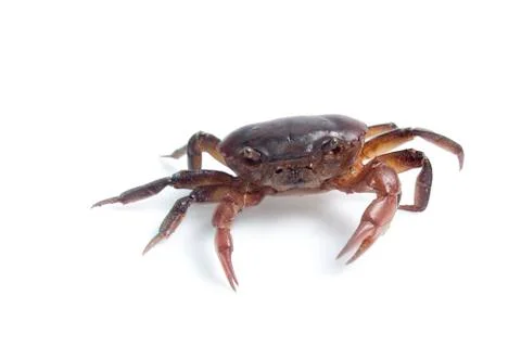 Crab on white background Stock Photos