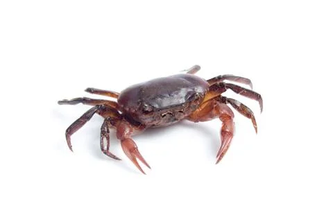 Crab on white background Stock Photos