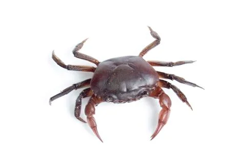 Crab on white background Foto stock