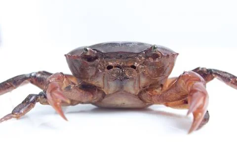 Crab on white background Foto stock