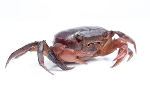 Crab on white background Stock Photos