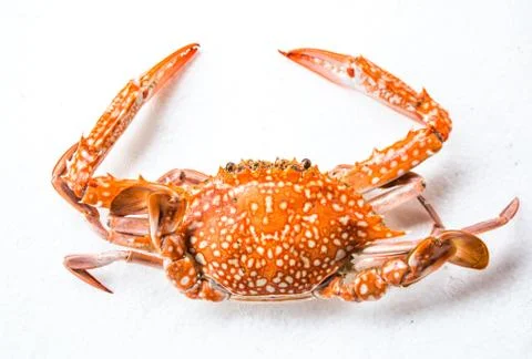 Crab on white background Stock Photos