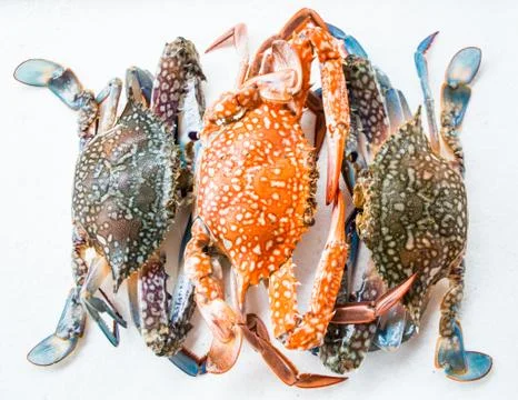 Crab on white background Stock Photos