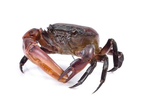 Crab on white background Stock Photos