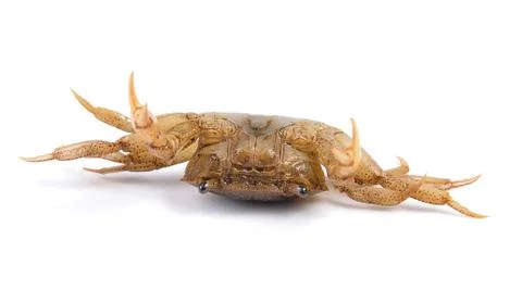 Crab on white background Stock Photos