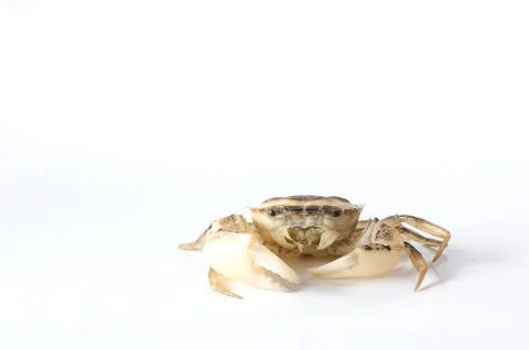 Crab on white background Stock Photos