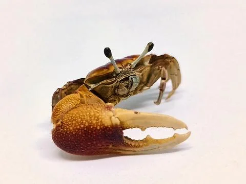Crab on white background Stock Photos