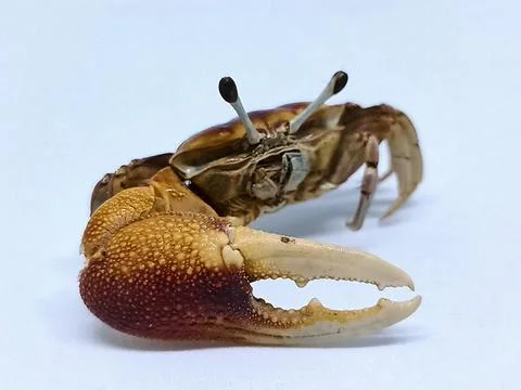 Crab on white background Stock Photos
