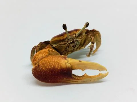 Crab on white background Stock Photos