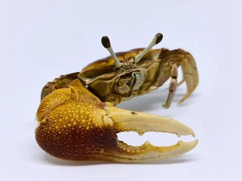 Crab on white background Foto stock