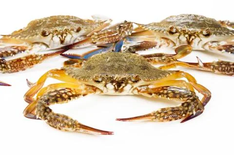 Crab  on white Stock Photos