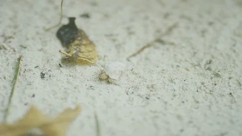 Crab on white sand 動画素材 95406829