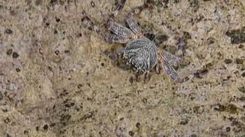 Crab wildlife 2 Stock Footage 122165929