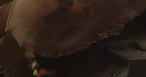 Crab on wood table, shellfish Stock Footage 146420308