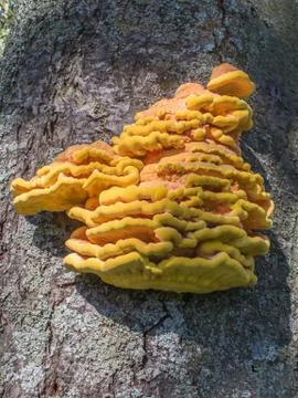 Crab of the woods Stock Photos