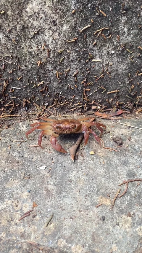 A crab in the woods. Vertical video Video stock 286333427