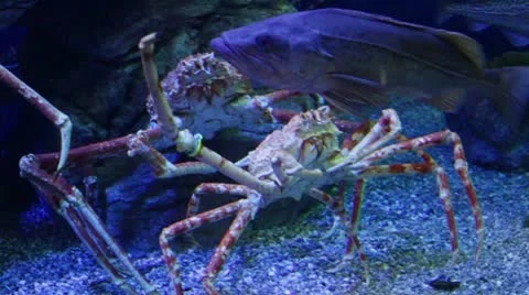 Crab1 Stock Footage 10873168