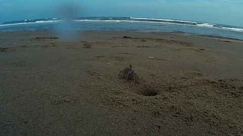 Crab1 Видео 92193466