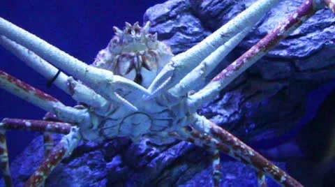 Crab2 Stock Footage 10873383