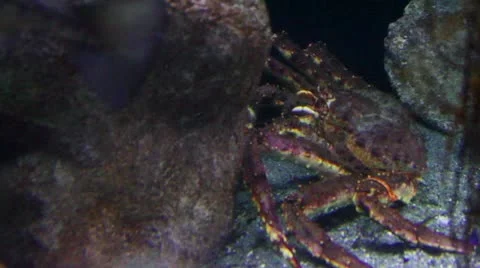 Crab3 Video stock 10873473