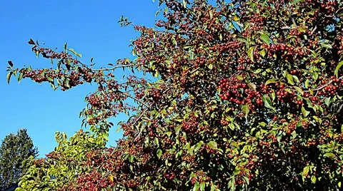 Crabaple malus tree fall 02svv Stock Footage 46932240