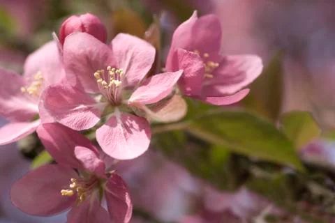 Crabapple bloom Stock Photos