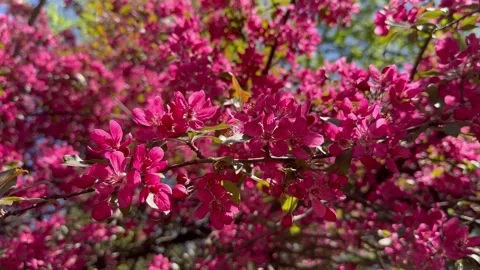 Crabapple in bloom, vivid pink springtime blooming of fruit trees in the wind Stock Footage 308019583