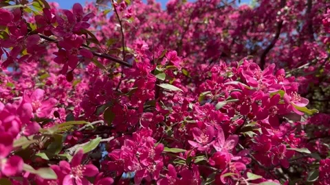 Crabapple in bloom, vivid pink springtime blooming of fruit trees in the wind Stock Footage 308019616