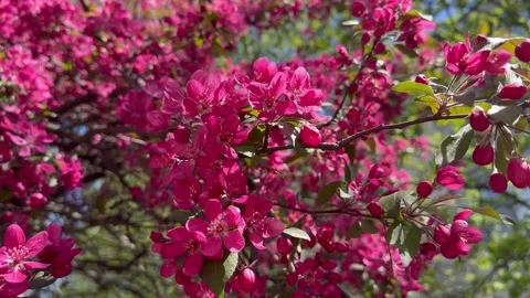Crabapple in bloom, vivid pink springtime blooming of fruit trees in the wind Stock Footage 308019713
