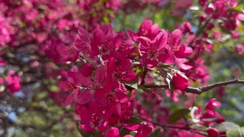 Crabapple in bloom, vivid pink springtime blooming of fruit trees in the wind Stock Footage 308019755
