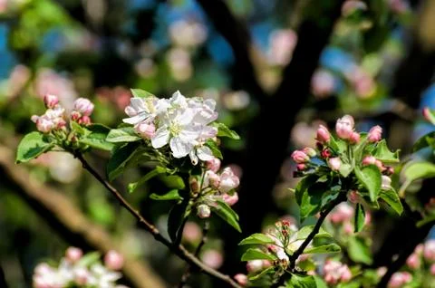 Crabapple blossoms Stock Photos