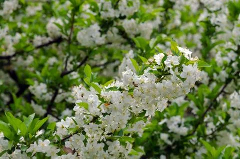 Crabapple blossoms Stock Photos