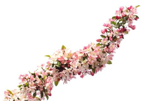 Crabapple cherry blooming in the spring time Stock Photos