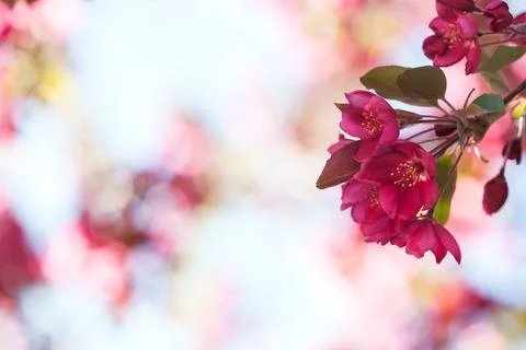 Crabapple Flower Cluster. Stock-Fotos