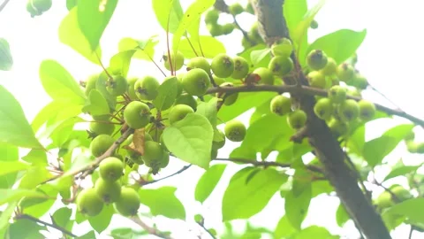 Crabapple Fruit Hanging On Branches Closeup Footage Video stock 320934312