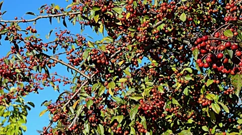 Crabapple malus tree fall 03svv Stock Footage 46932224