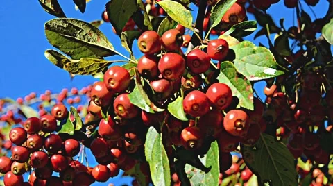 Crabapple malus tree fall 05 CUsvv Stock Footage 46932237