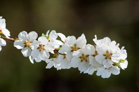 Crabapple Stock Photos