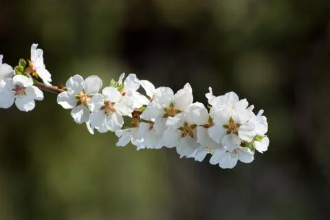 Crabapple Stock Photos