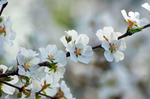 Crabapple Stock Photos