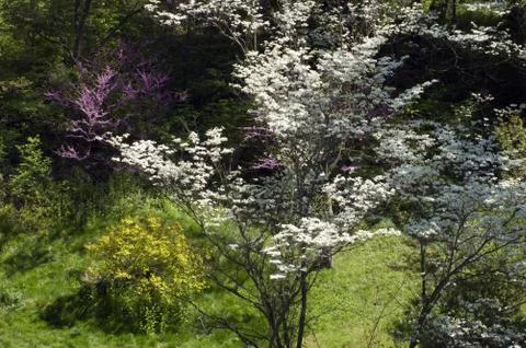 Crabapple Stock Photos