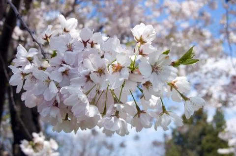Crabapple Stock Photos