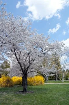 Crabapple Stock Photos