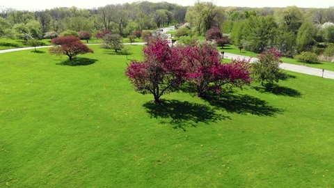 Crabapple tree in bloom from above. Stock Footage 151058295