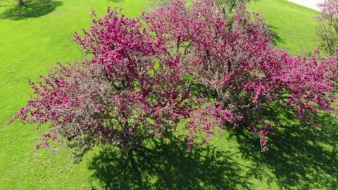 Crabapple tree in bloom from above Stock Footage 151058633