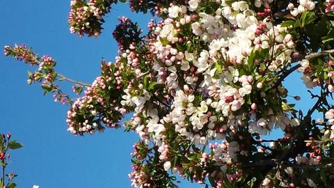 Crabapple tree in bloom Stock Photos