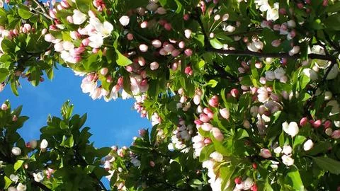 Crabapple tree in bloom Stock Photos